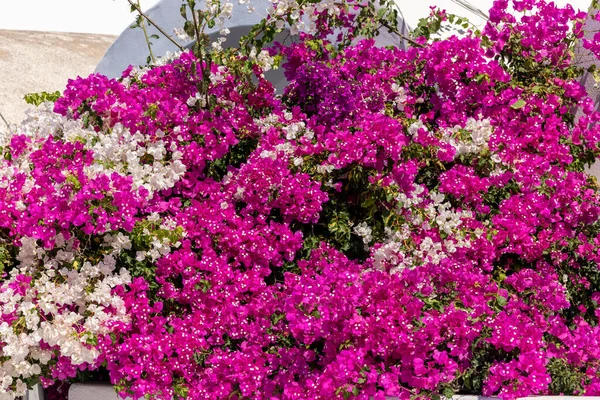 Blühende Rote Und Weiße Bougainvilleen Auf Der Insel Santorin — Stockfoto