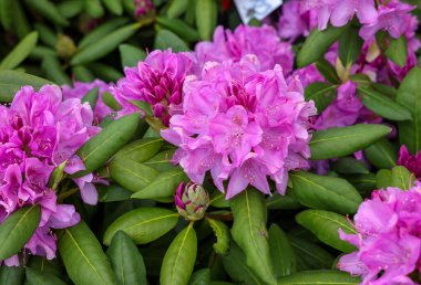 Beautiful blooming pink azalea flowers in garden