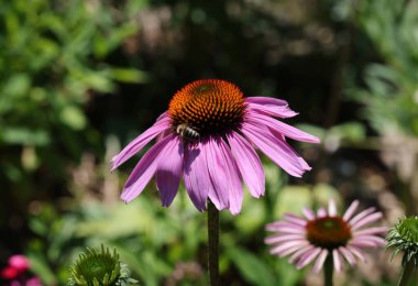 Ekinezya purpurea ya da bahçede mor koni çiçeği.