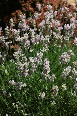 Narrow-leaved white lavender, Edelweiss Lavandula or angustifolia White