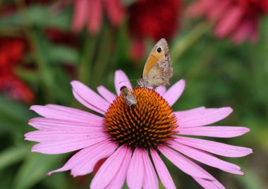A butterfly and a bee while working on the flowers of Echinacea