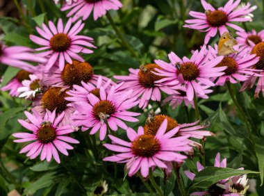 A butterfly and a bee while working on the flowers of Echinacea