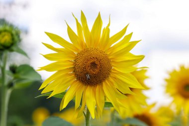 Yellow Sunflowers growing in a field. Natural sunflower background.