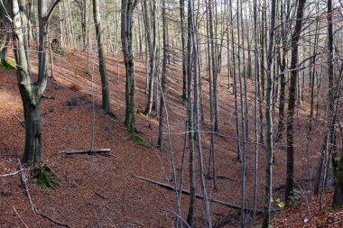 Gümüş-kayın ağacı dalları kuru yaprakları karşı