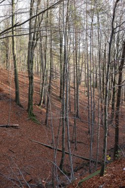 Gümüş-kayın ağacı dalları kuru yaprakları karşı