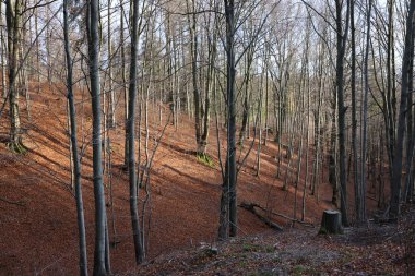 Gümüş-kayın ağacı dalları kuru yaprakları karşı