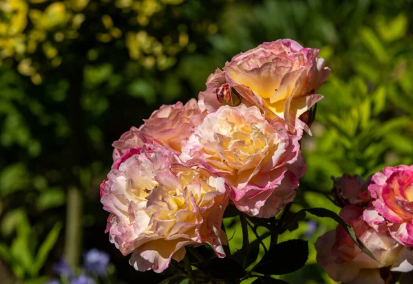 Röda Rosor Grenen Trädgården — Stockfoto