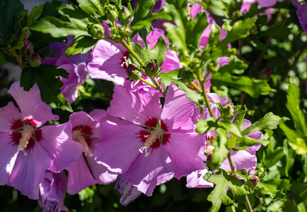Beautiful Pink Flowers Hibiscus Syriacus Garden — Stock Photo, Image
