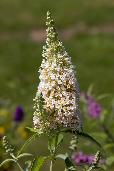 Blooming Flowers Buddleja Davidii Iin Summer Garden Flowers Butterflies Love — Foto Stock