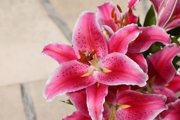 Red Lily Summer Garden Close Lily Flowers — Stock Photo, Image