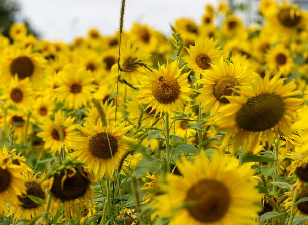 Yellow Sunflowers Growing Field Natural Sunflower Background — Stockfoto