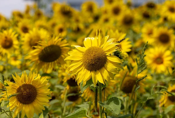 Yellow Sunflowers Growing Field Natural Sunflower Background — Zdjęcie stockowe