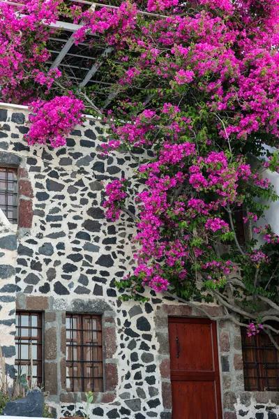 Červené Bougainvillea Lezení Zeď Bílého Domu Imerovigli Ostrově Santorini Kyklady — Stock fotografie