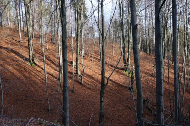 Gümüş-kayın ağacı dalları kuru yaprakları karşı