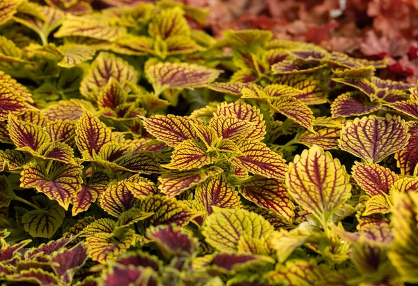 Bloemen Tapijt Van Rode Groene Bladeren Van Coleus Natuur Scene — Stockfoto