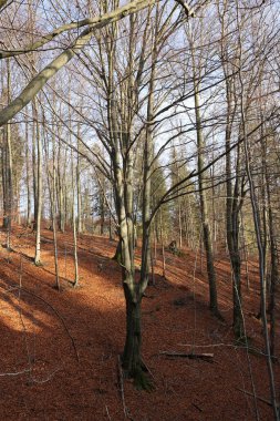 Gümüş-kayın ağacı dalları kuru yaprakları karşı