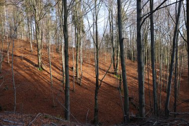 Gümüş-kayın ağacı dalları kuru yaprakları karşı