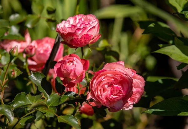 Červené Růže Větvi Zahradě — Stock fotografie