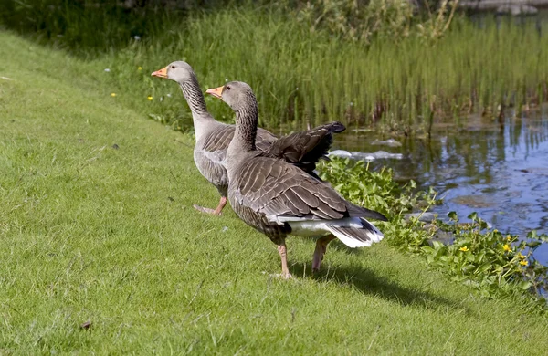 Amerikanische Ente — Stockfoto