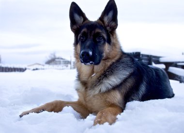 Dog German shepherd - winter time clipart