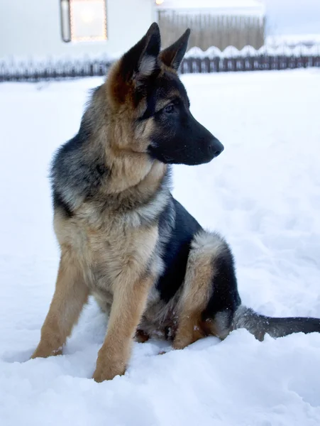 Berger allemand pour chien - heure d'hiver — Photo