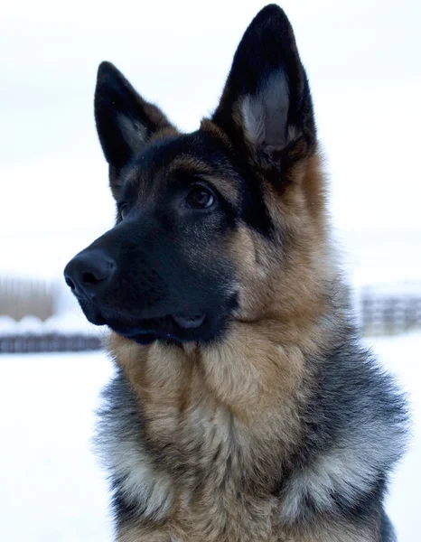 Dog Duitse herder - wintertijd — Stockfoto