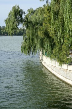 göl ve willows