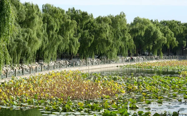 Lago e salgueiros — Fotografia de Stock