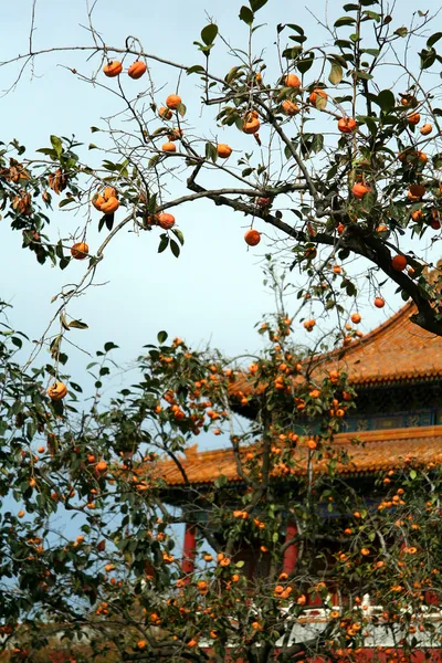 Persimmon in China — Stock Photo, Image