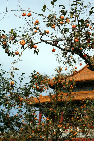 Caqui en China — Foto de Stock