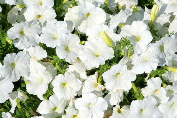 Hvide blomster - Stock-foto