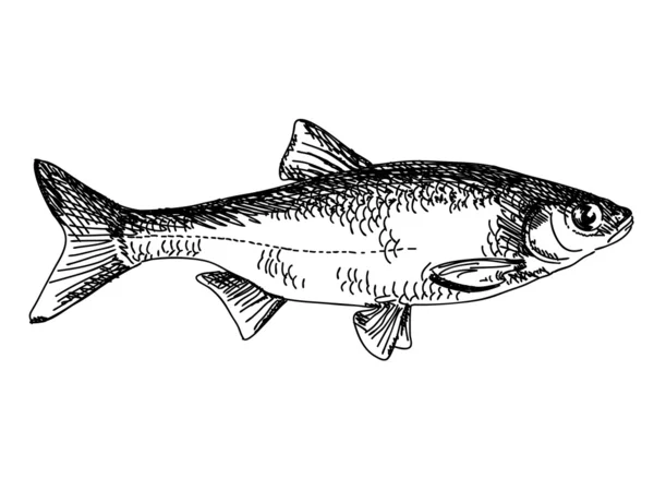 Ręcznie rysowane ryb — Wektor stockowy