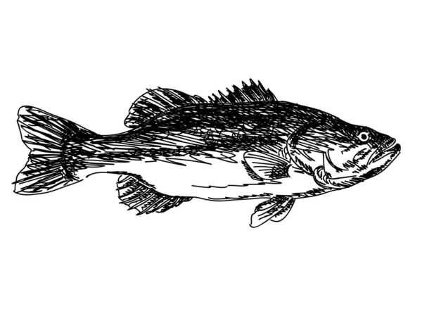 Peixe desenhado à mão — Vetor de Stock