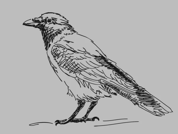 Corbeau dessiné à la main — Image vectorielle