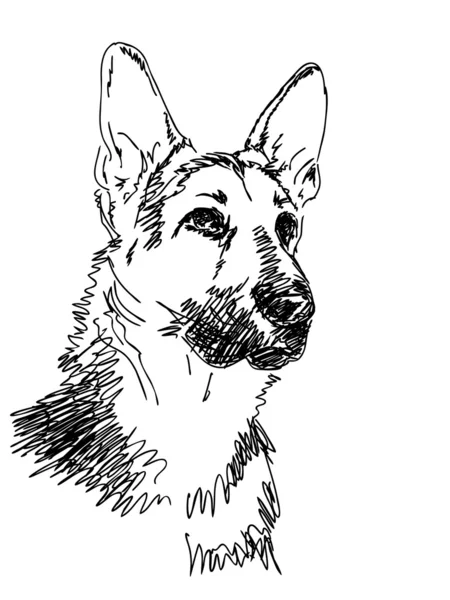 Hand drawn dog — Stock Vector