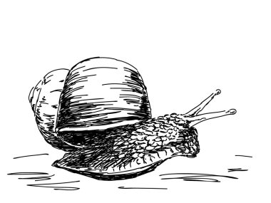 elle çizilmiş salyangoz