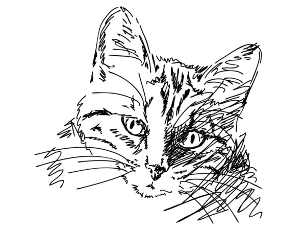 Elle çizilmiş kedi — Stok Vektör