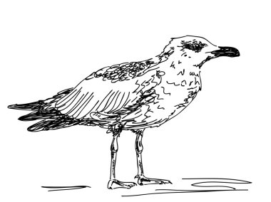 çizilmiş sea gull el
