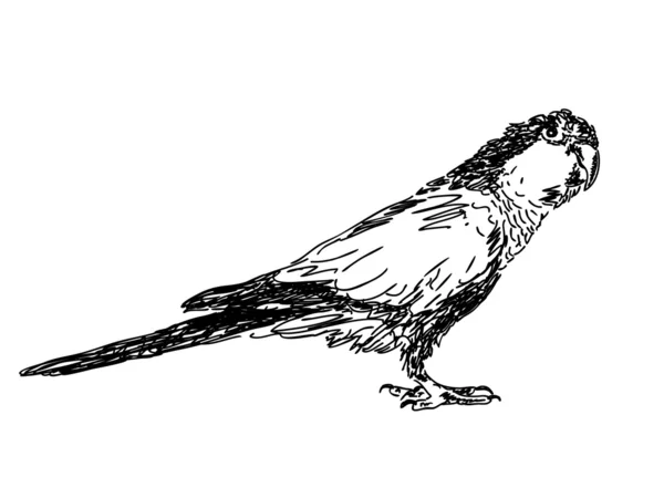 Elle çizilmiş papağan — Stok Vektör