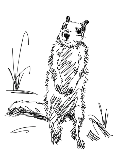 Hand getrokken marmot — Stockvector