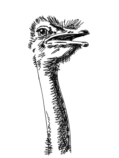 Hand drawn ostrich — Stock Vector