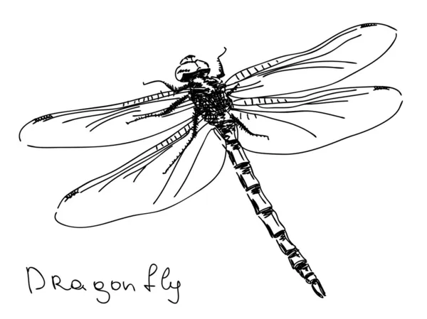 Vetor de libélula desenhado à mão — Vetor de Stock