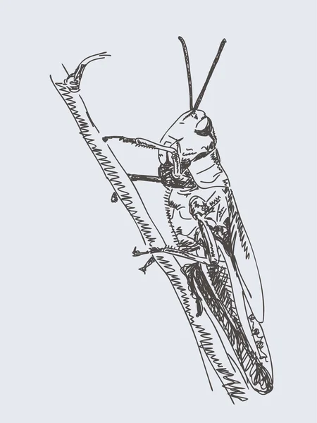 Vecteur de sauterelle dessiné à la main — Image vectorielle