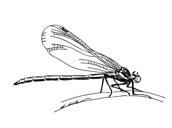 Vector de libélula dibujado a mano — Archivo Imágenes Vectoriales