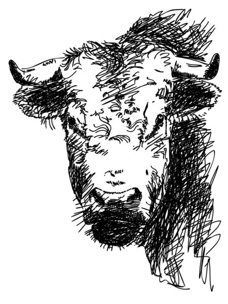 Hand dras bull — Stock vektor