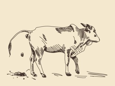 Zebu inek