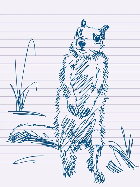 Marmota desenhada à mão —  Vetores de Stock