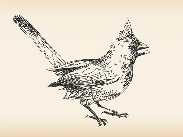 Handgetekende vogel — Stockvector