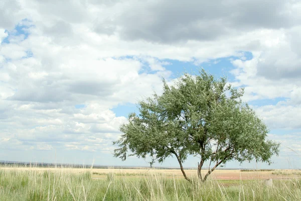 Osamělý strom — Stock fotografie