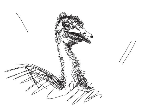 Боку звернено страуса — стоковий вектор